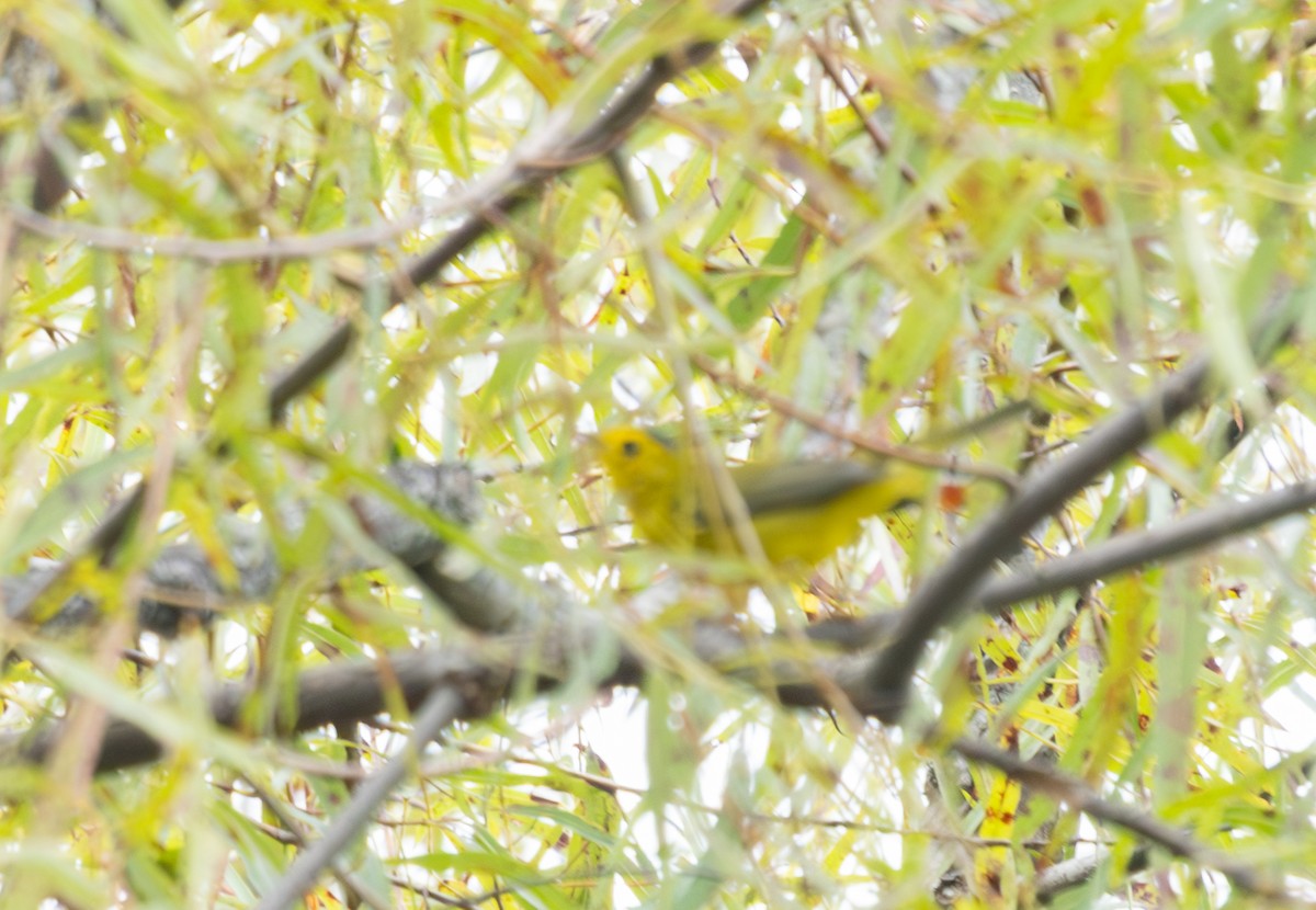 Wilson's Warbler - ML642500692