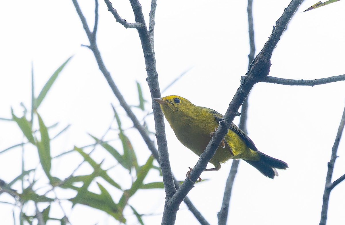 Wilson's Warbler - ML642500693