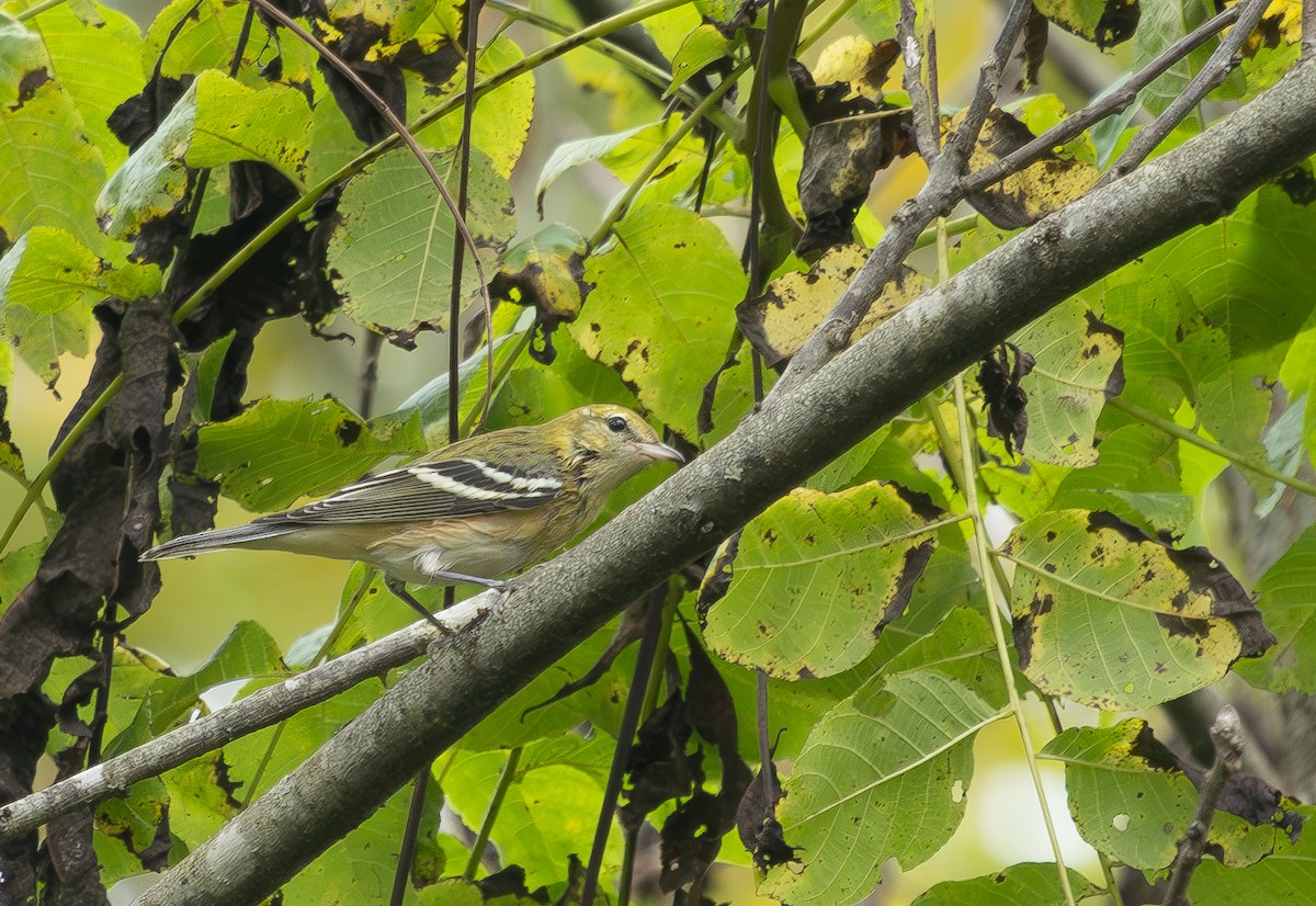 Bay-breasted Warbler - ML642500702