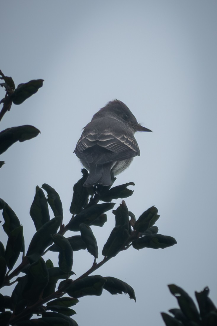 Western Wood-Pewee - ML642500708