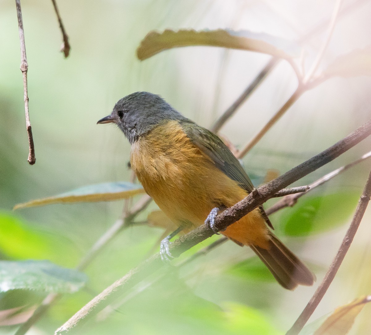 Gray-hooded Flycatcher - ML642500713