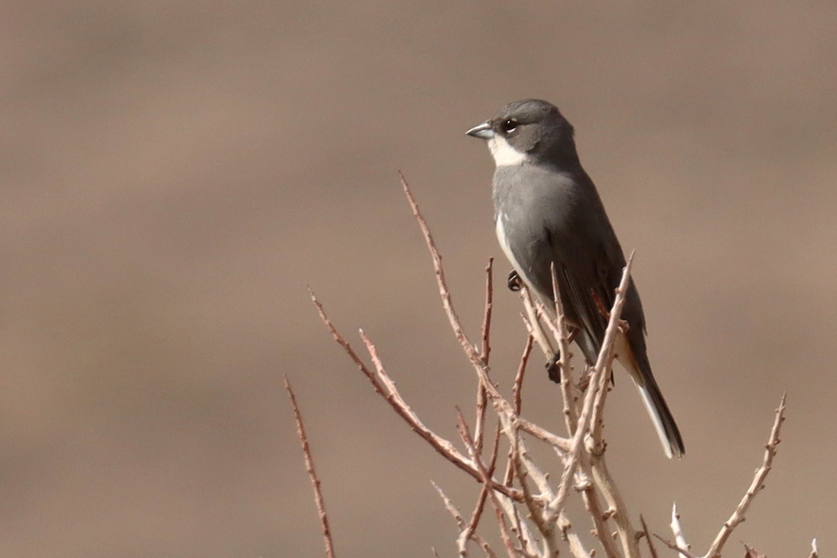 Diuca Finch - ML642500716