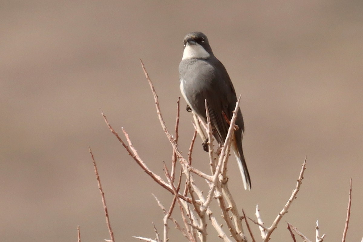 Diuca Finch - ML642500717