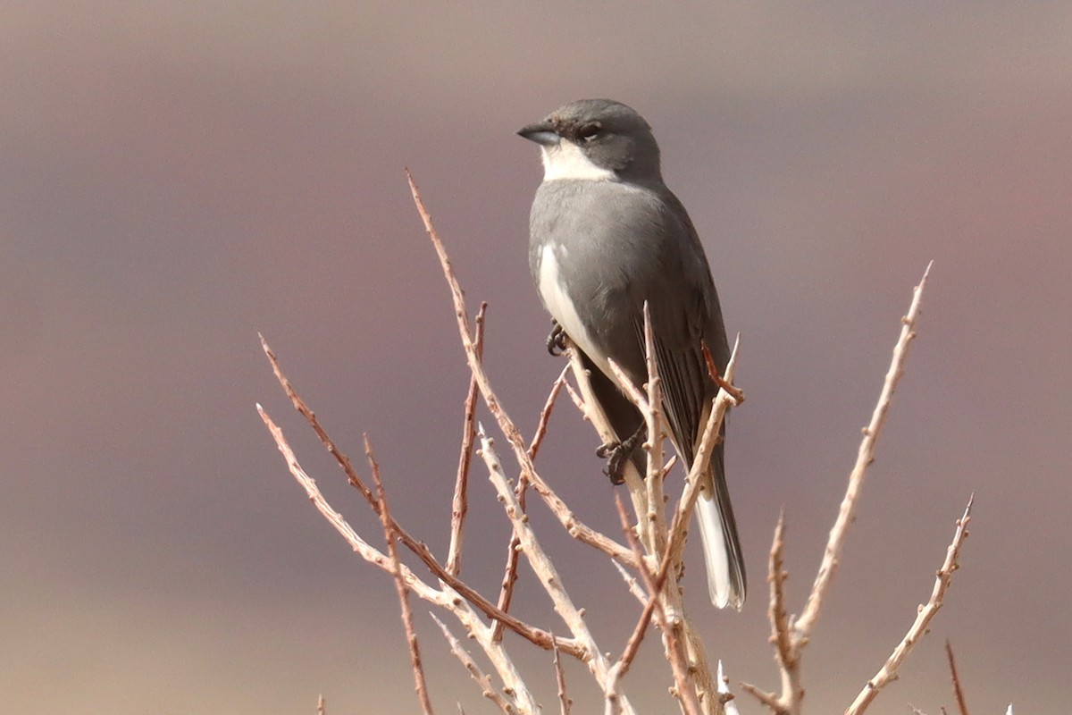 Diuca Finch - ML642500718