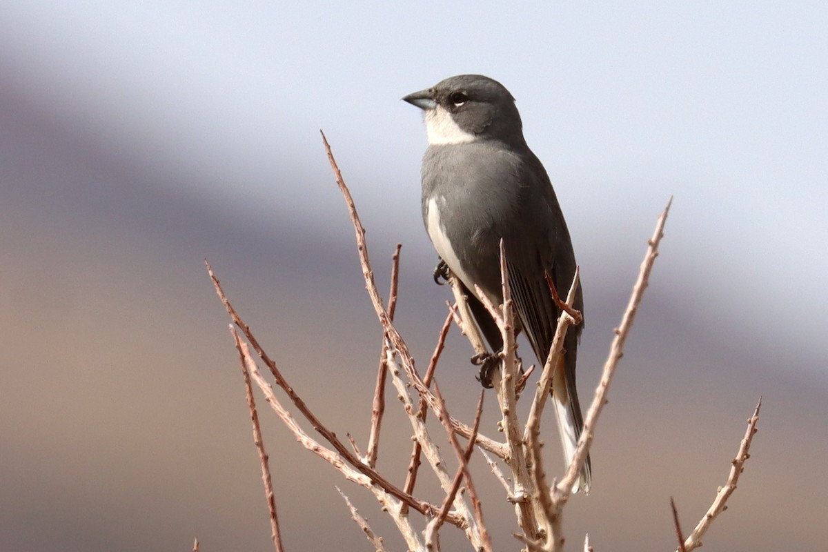 Diuca Finch - ML642500719