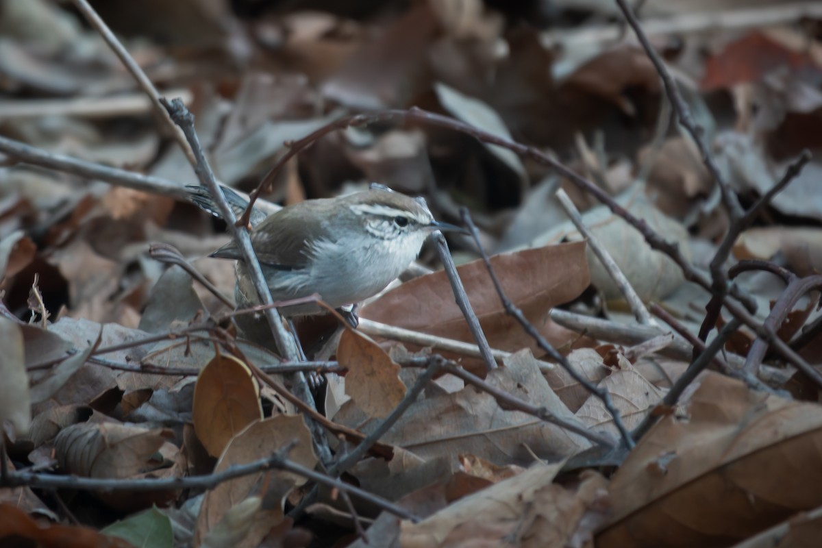 Bewick's Wren - ML642500728