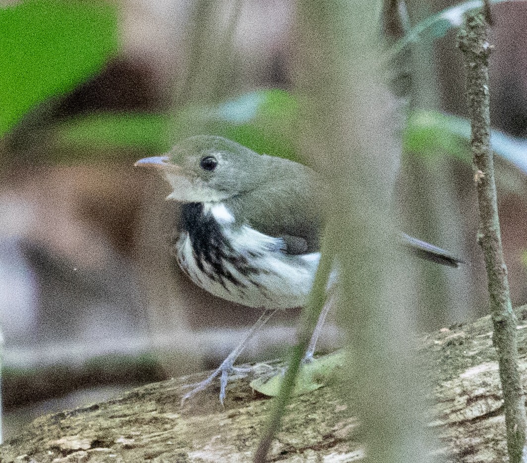 Southern Antpipit - ML642500729