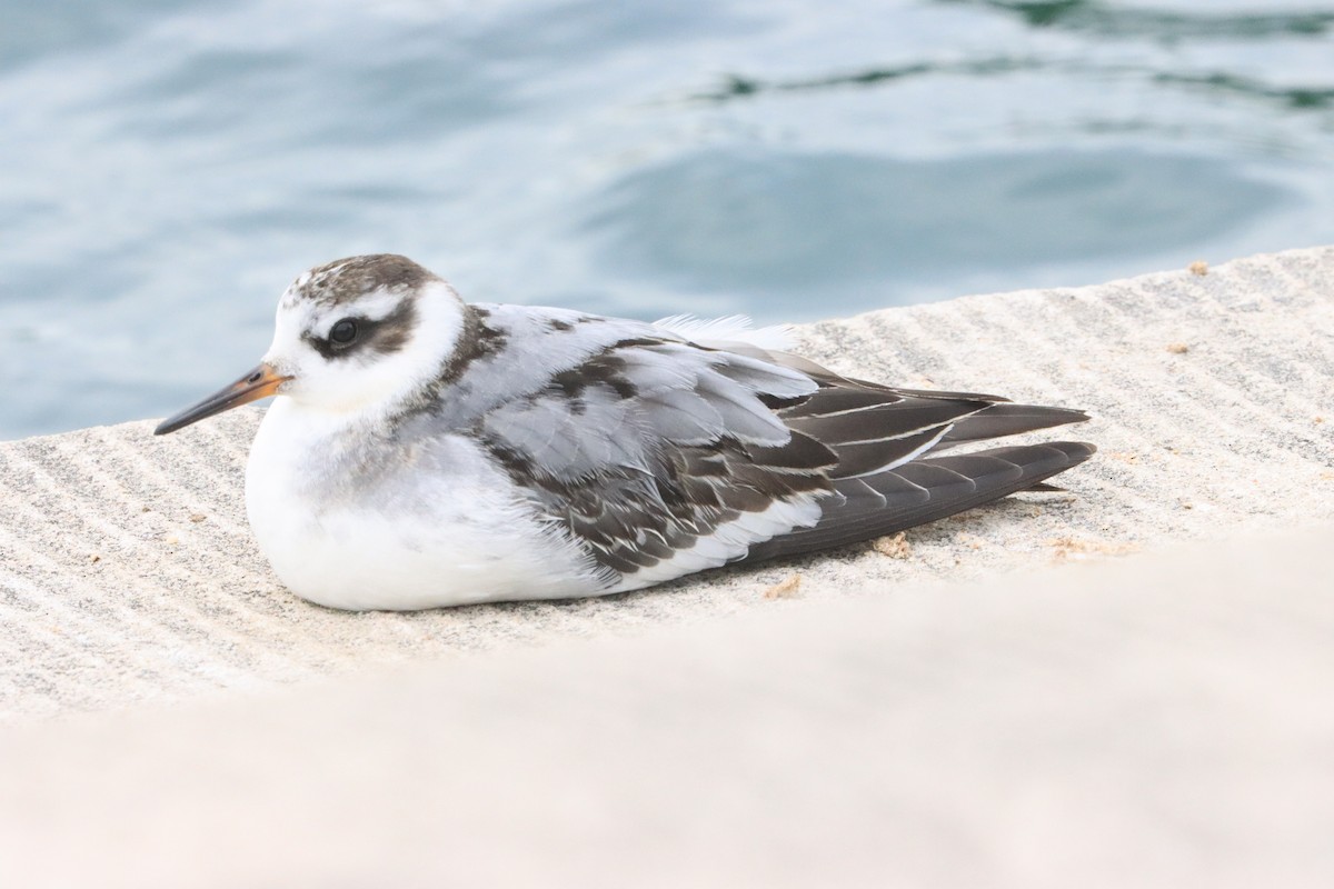 Red Phalarope - ML642500737