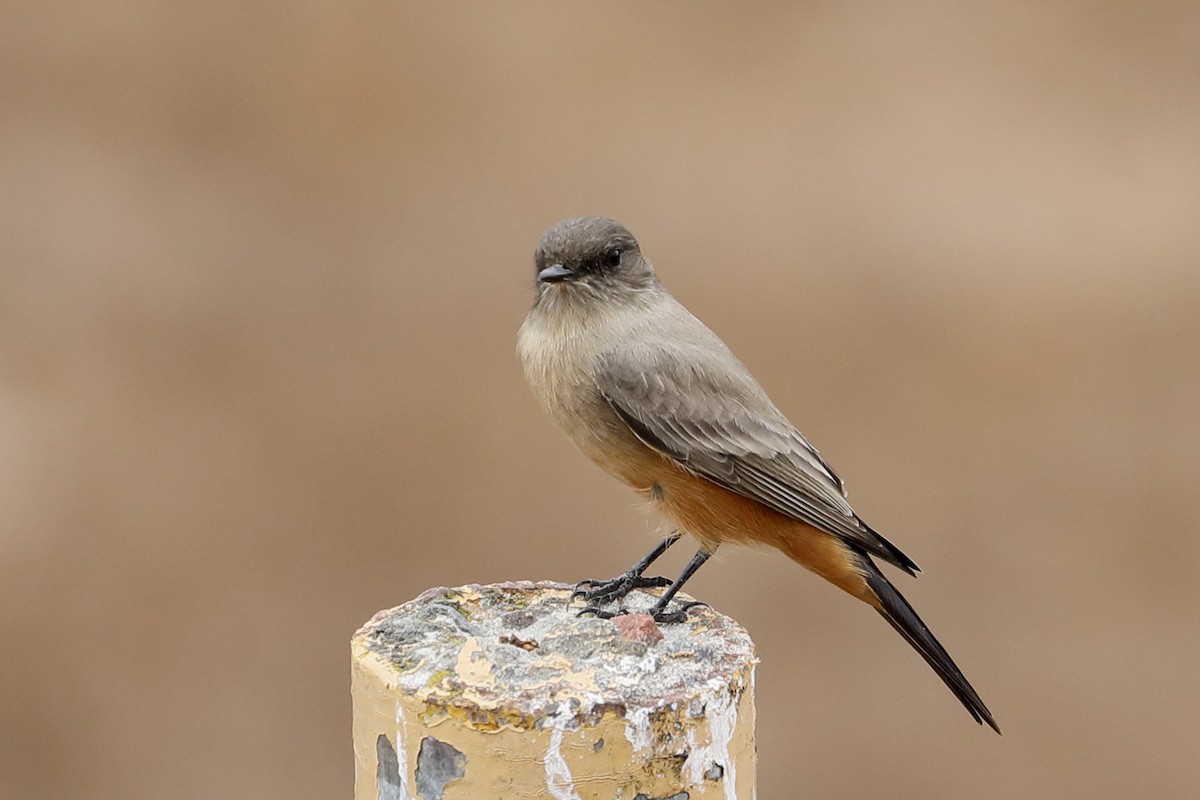 Say's Phoebe - ML642500747