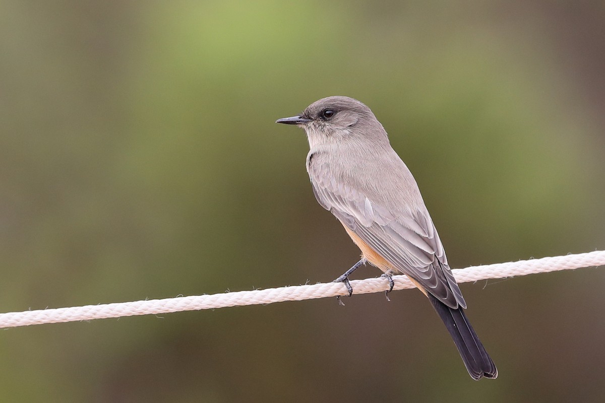 Say's Phoebe - ML642500748