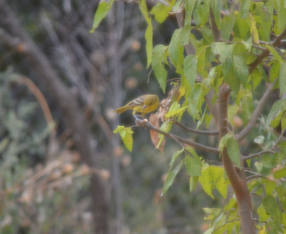 Orchard Oriole - ML642500759