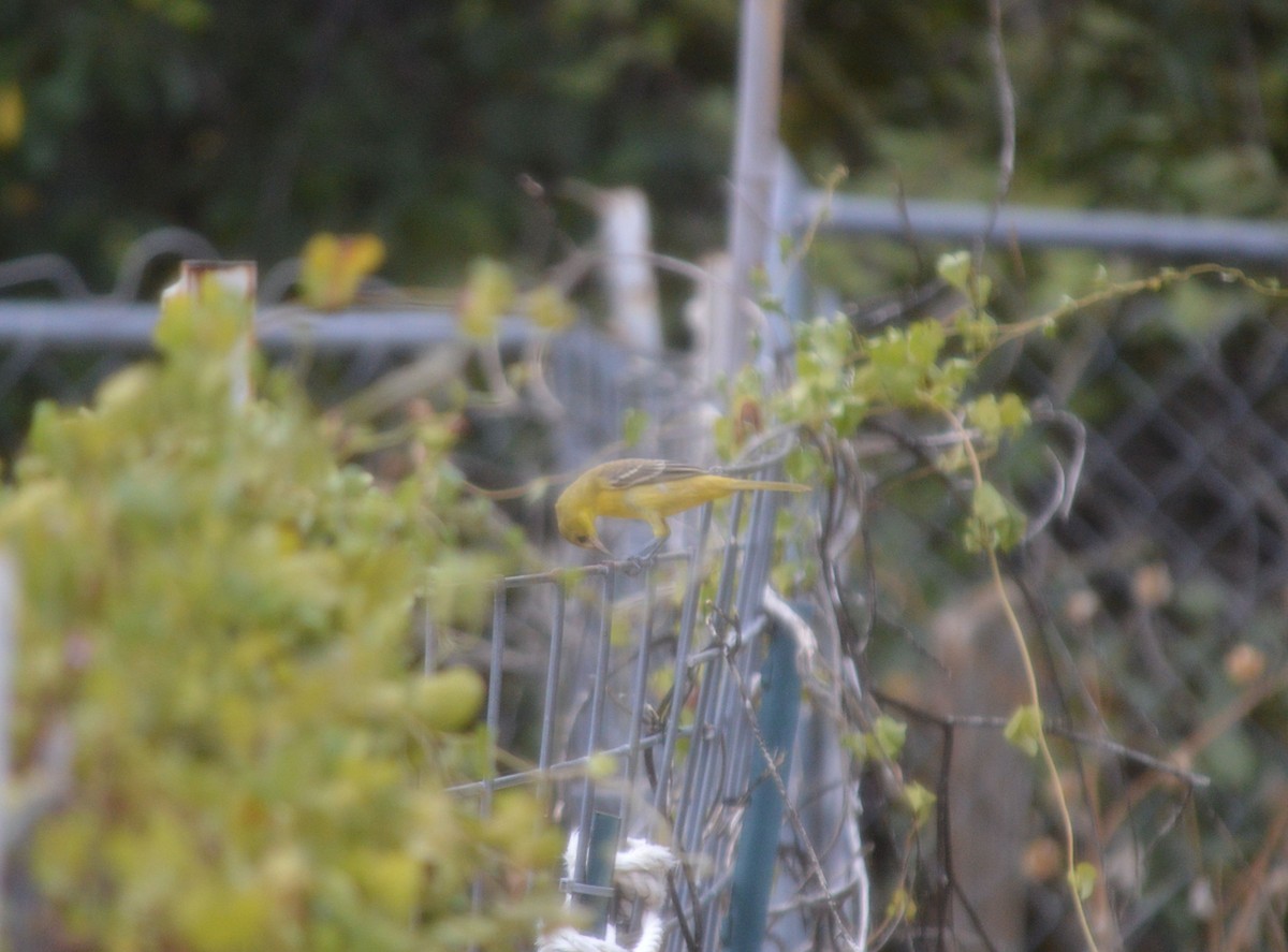 Orchard Oriole - ML642500760