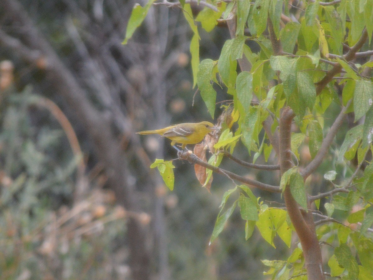 Orchard Oriole - ML642500762