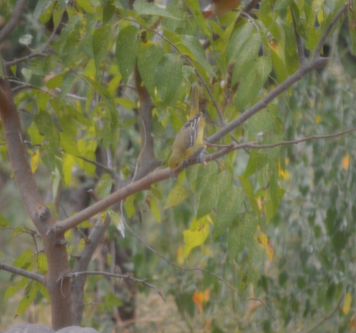 Orchard Oriole - ML642500764