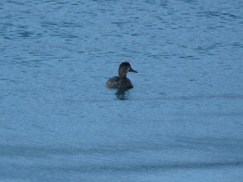 Redhead - ML642500780