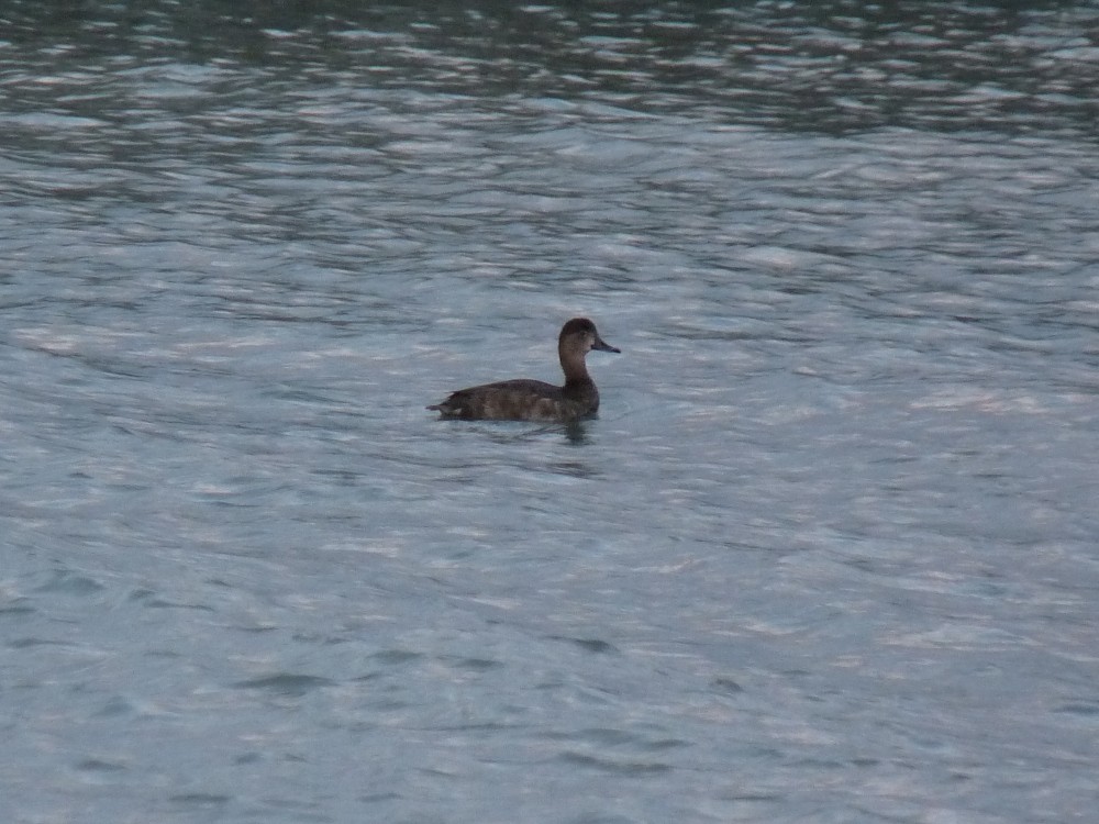 Redhead - ML642500781