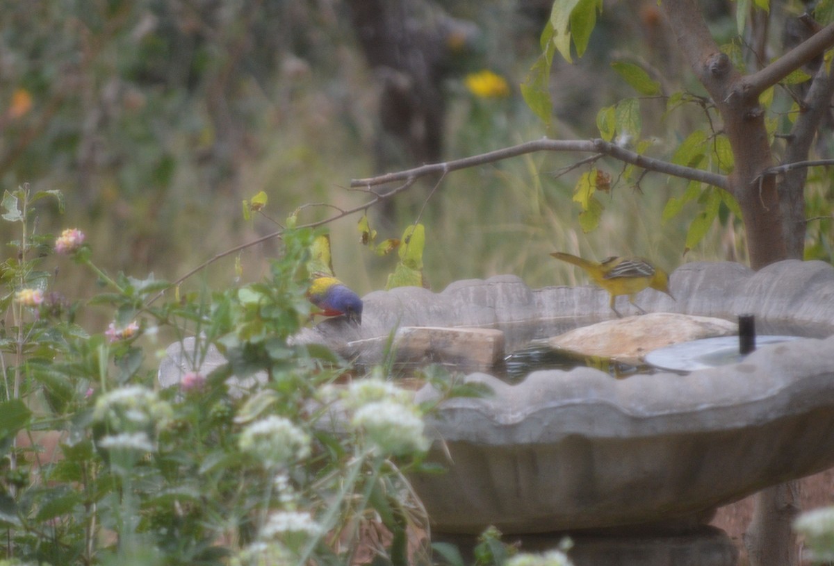 Painted Bunting - ML642500812