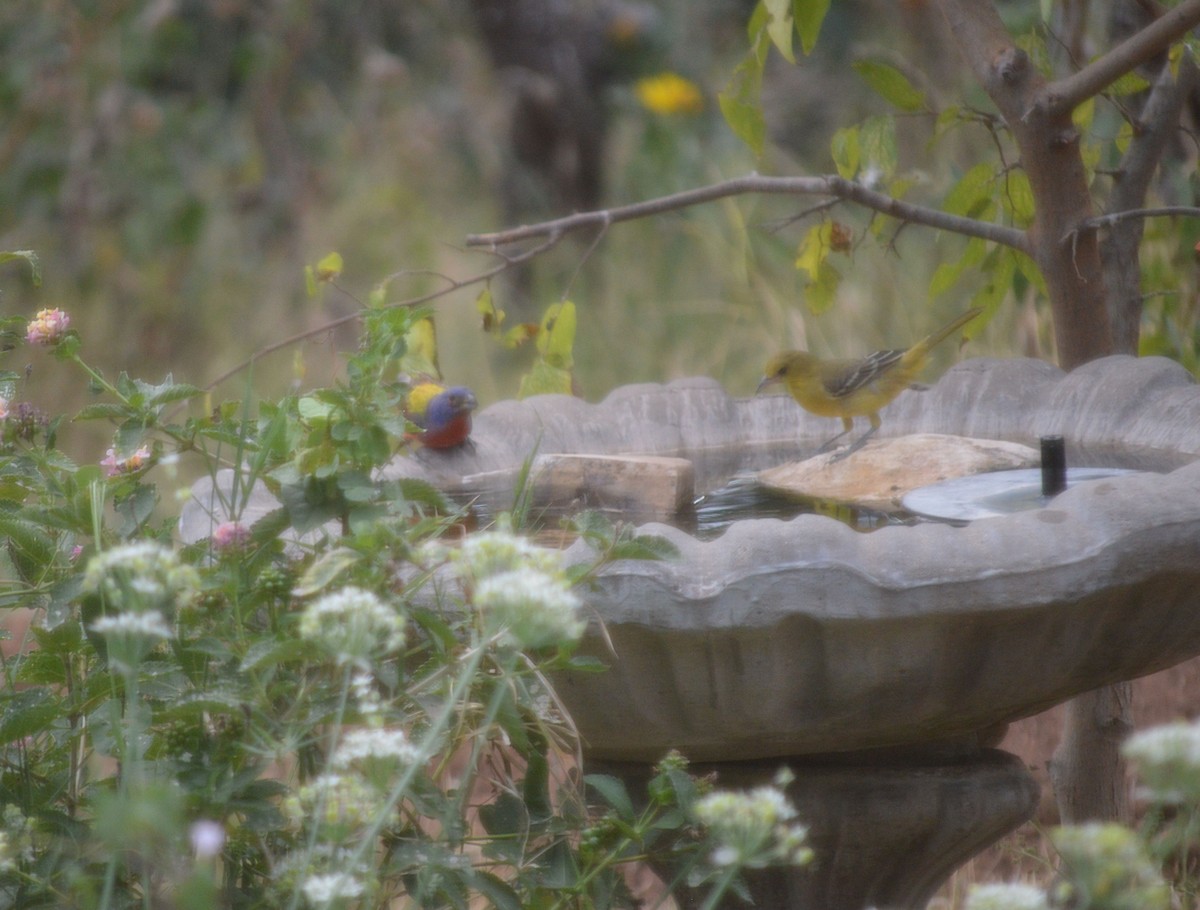 Painted Bunting - ML642500813