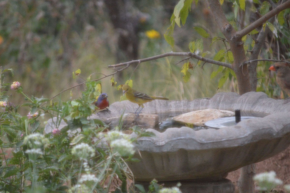 Painted Bunting - ML642500814