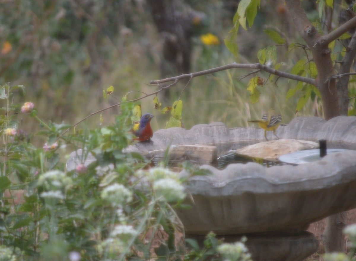 Painted Bunting - ML642500815