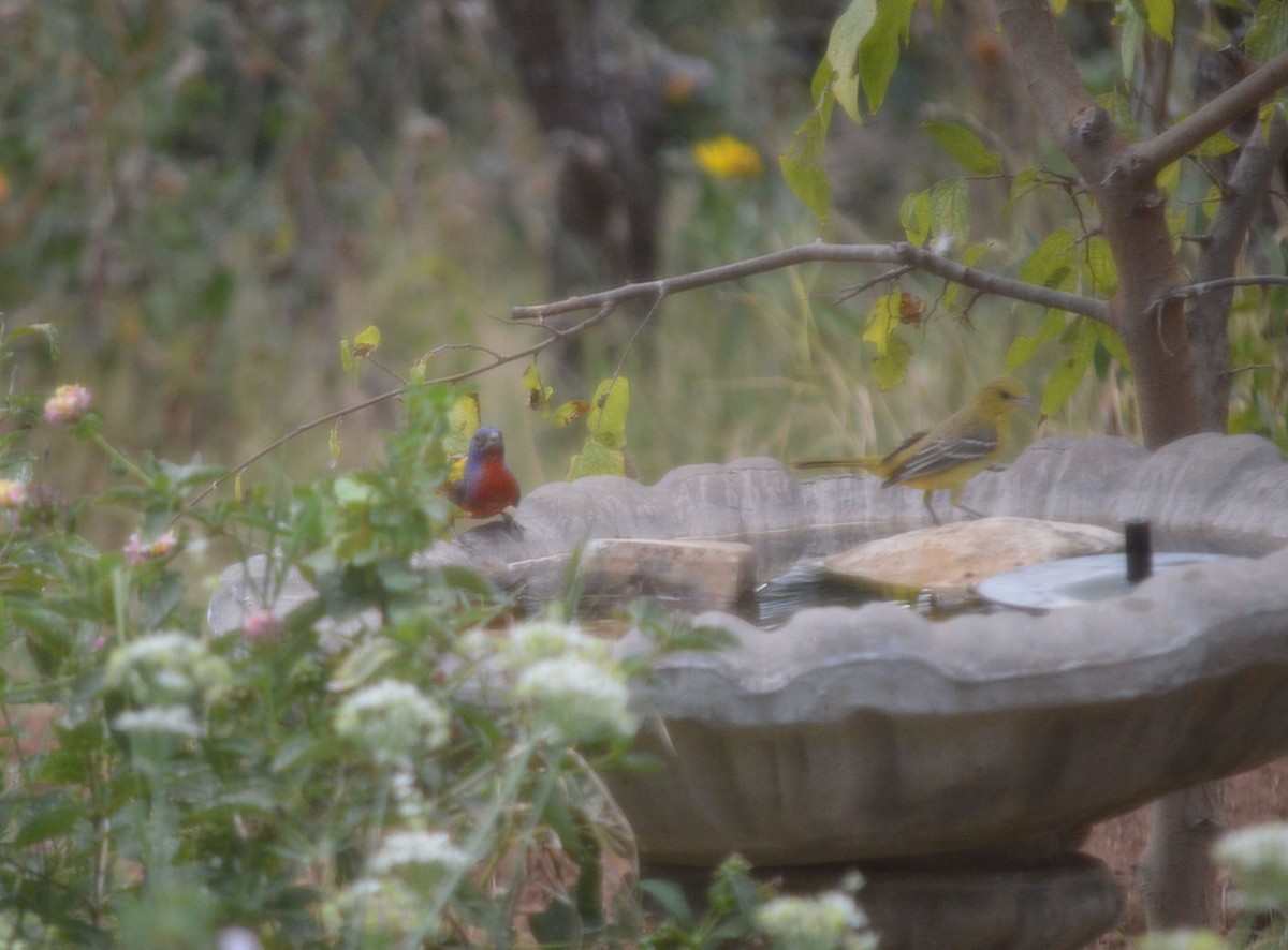 Painted Bunting - ML642500816