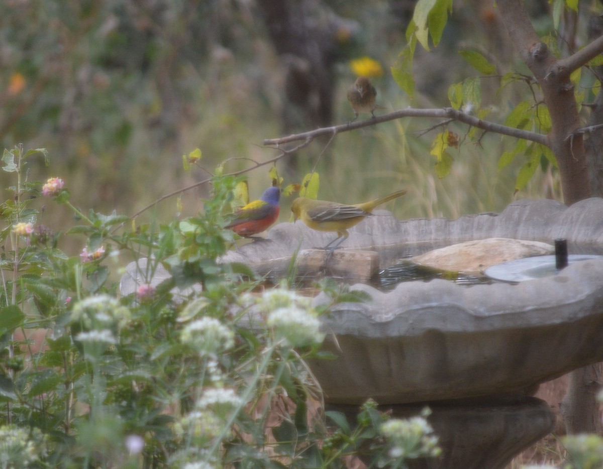 Painted Bunting - ML642500817