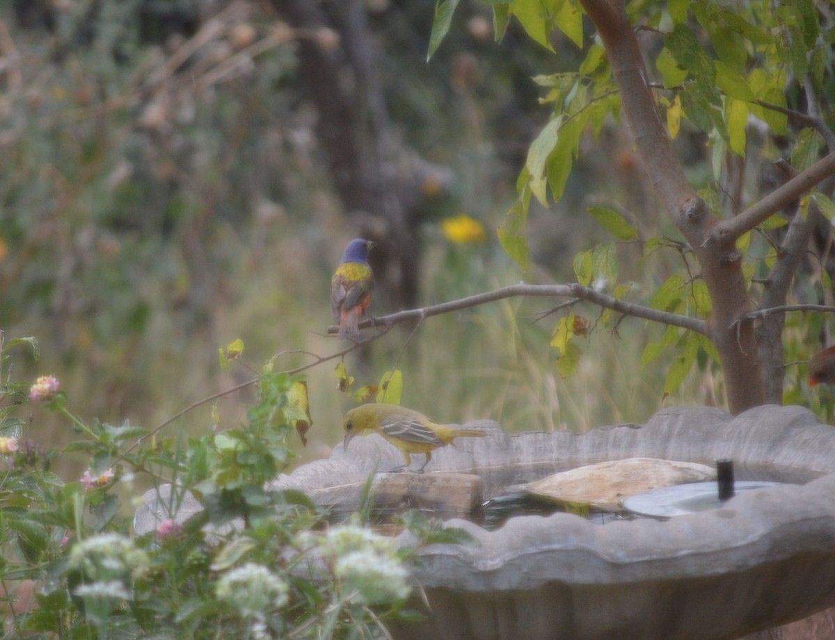 Painted Bunting - ML642500818