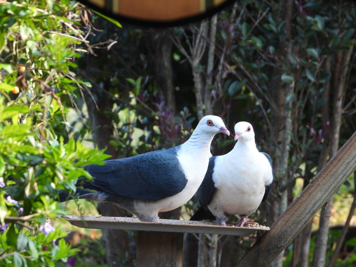 White-headed Pigeon - ML642500826