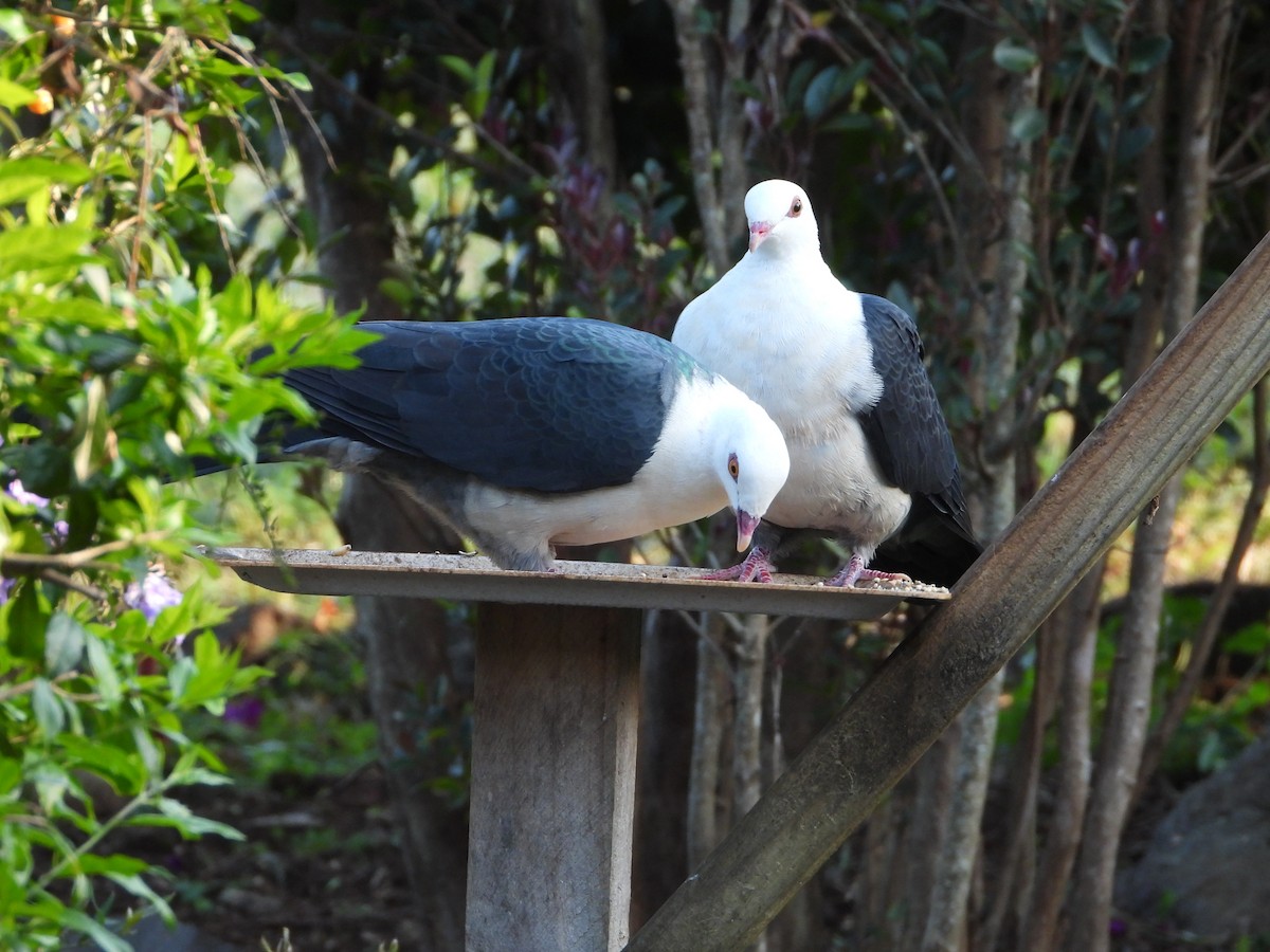 White-headed Pigeon - ML642500827
