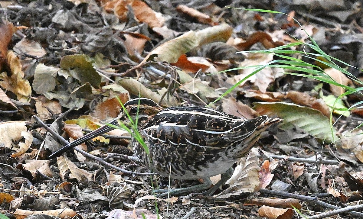 Wilson's Snipe - ML642500841