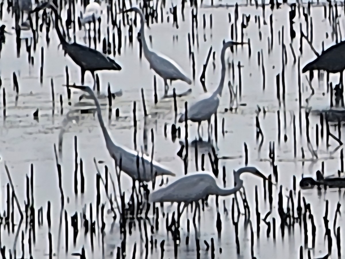 Great Egret - ML642500853