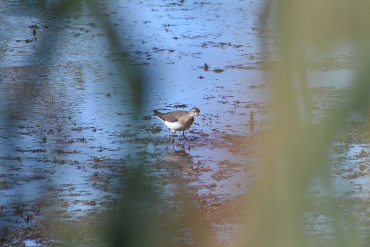 vodouš samotářský - ML642500855