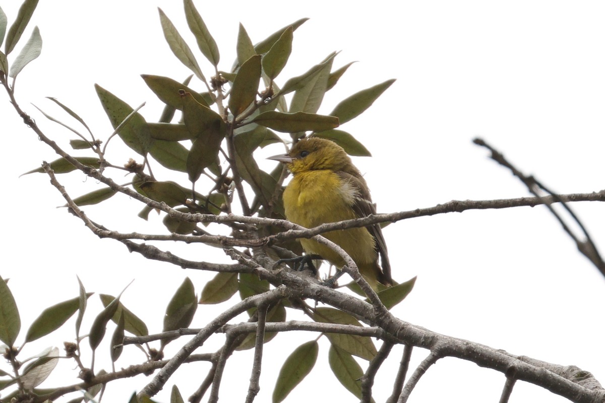 Orchard Oriole - ML642500872