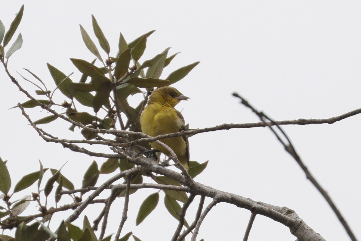 Orchard Oriole - ML642500873