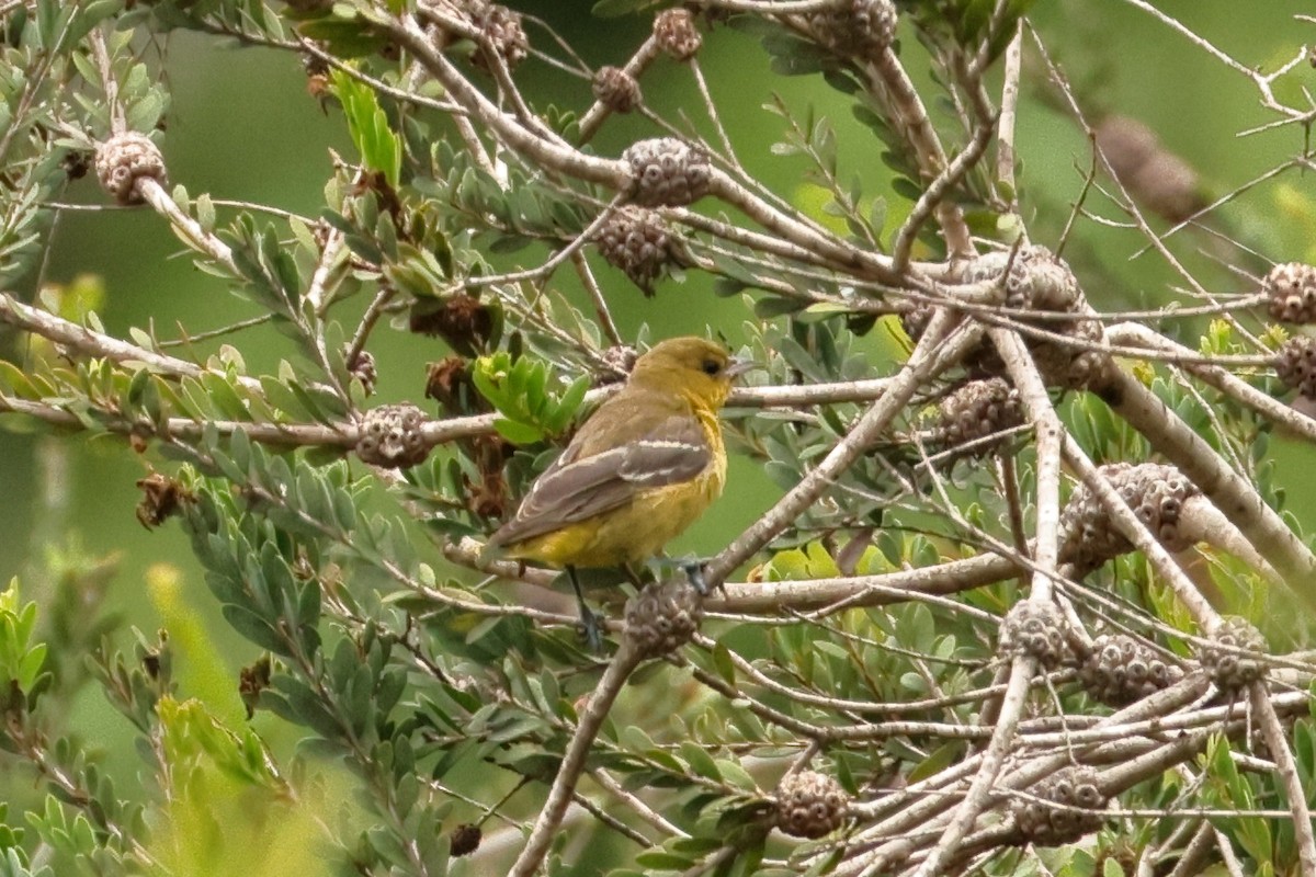 Orchard Oriole - ML642500874