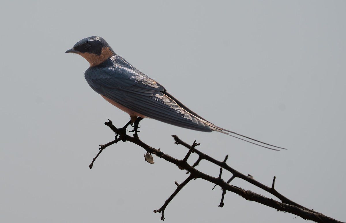 Rufous-chested Swallow - ML642500893