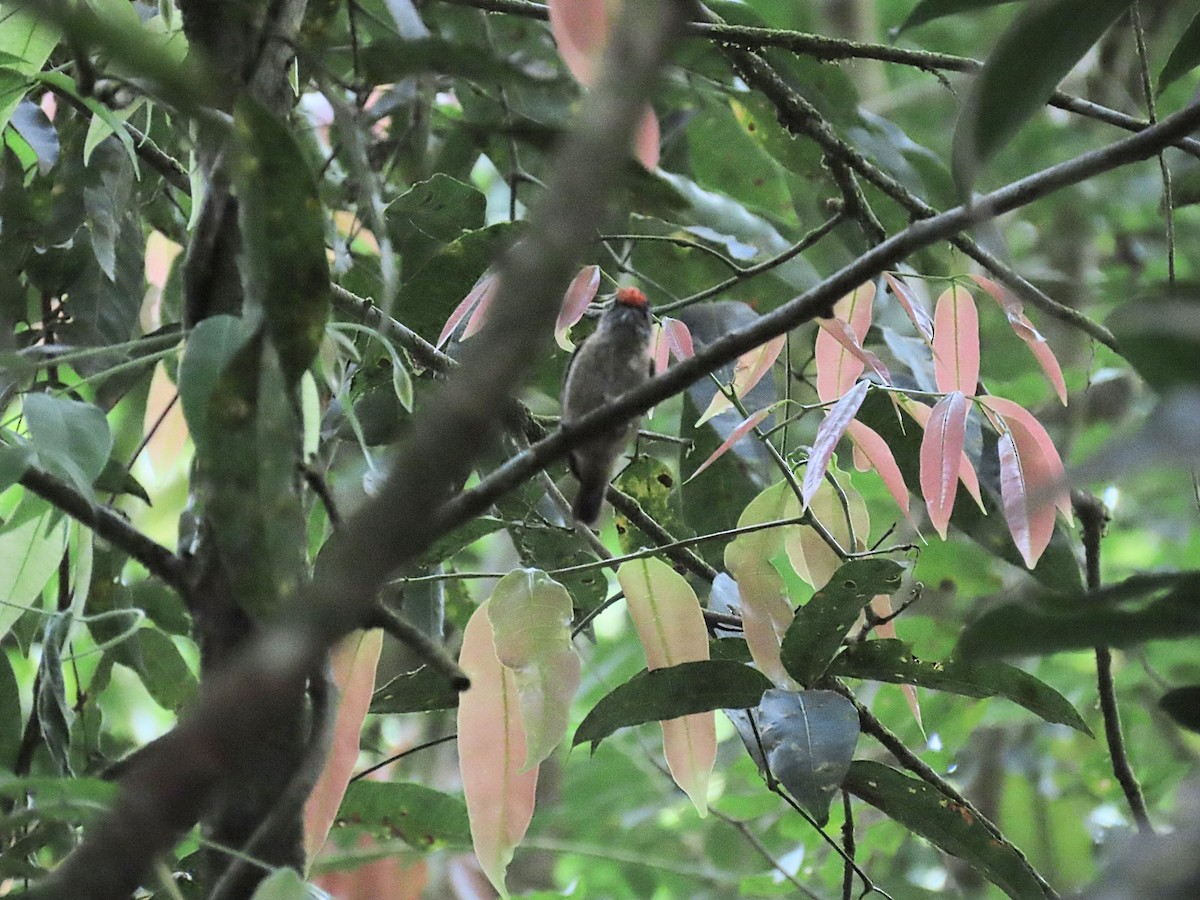 Ochraceous Piculet - ML642500925