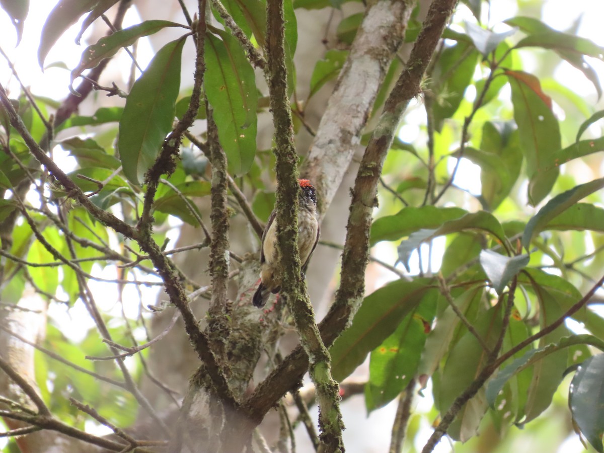 Ochraceous Piculet - ML642500926