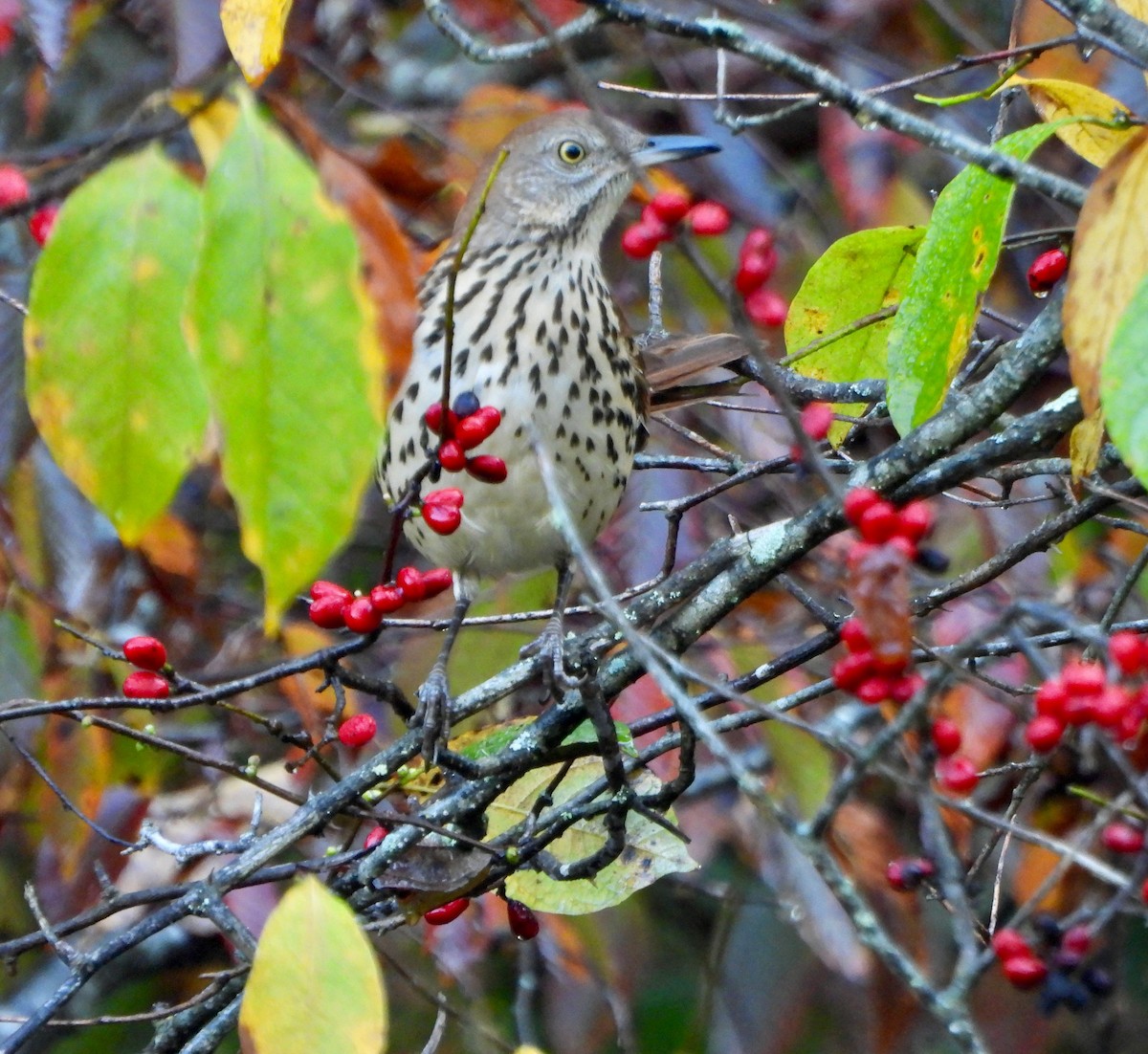 Brown Thrasher - ML642500930