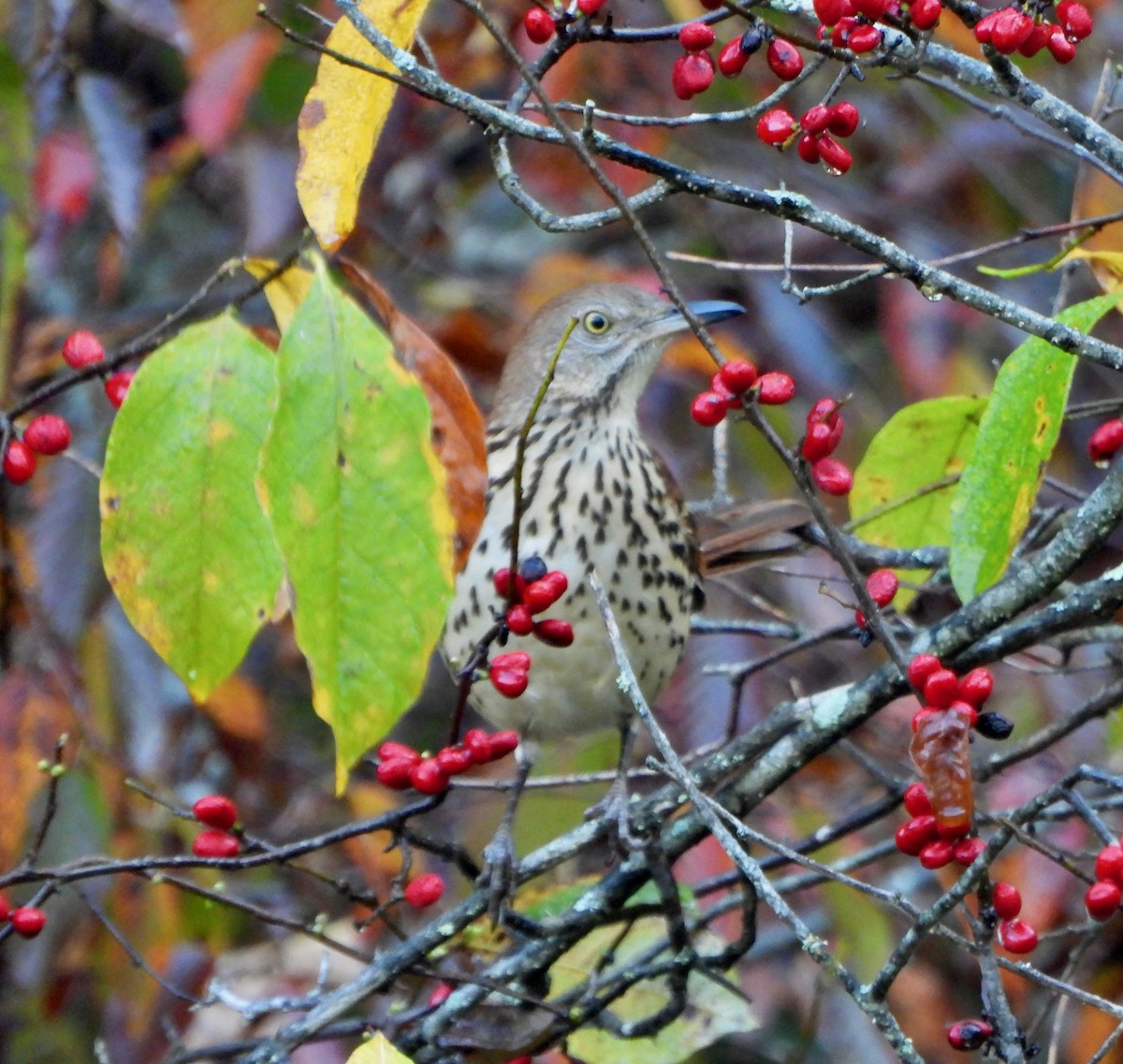 Brown Thrasher - ML642500931