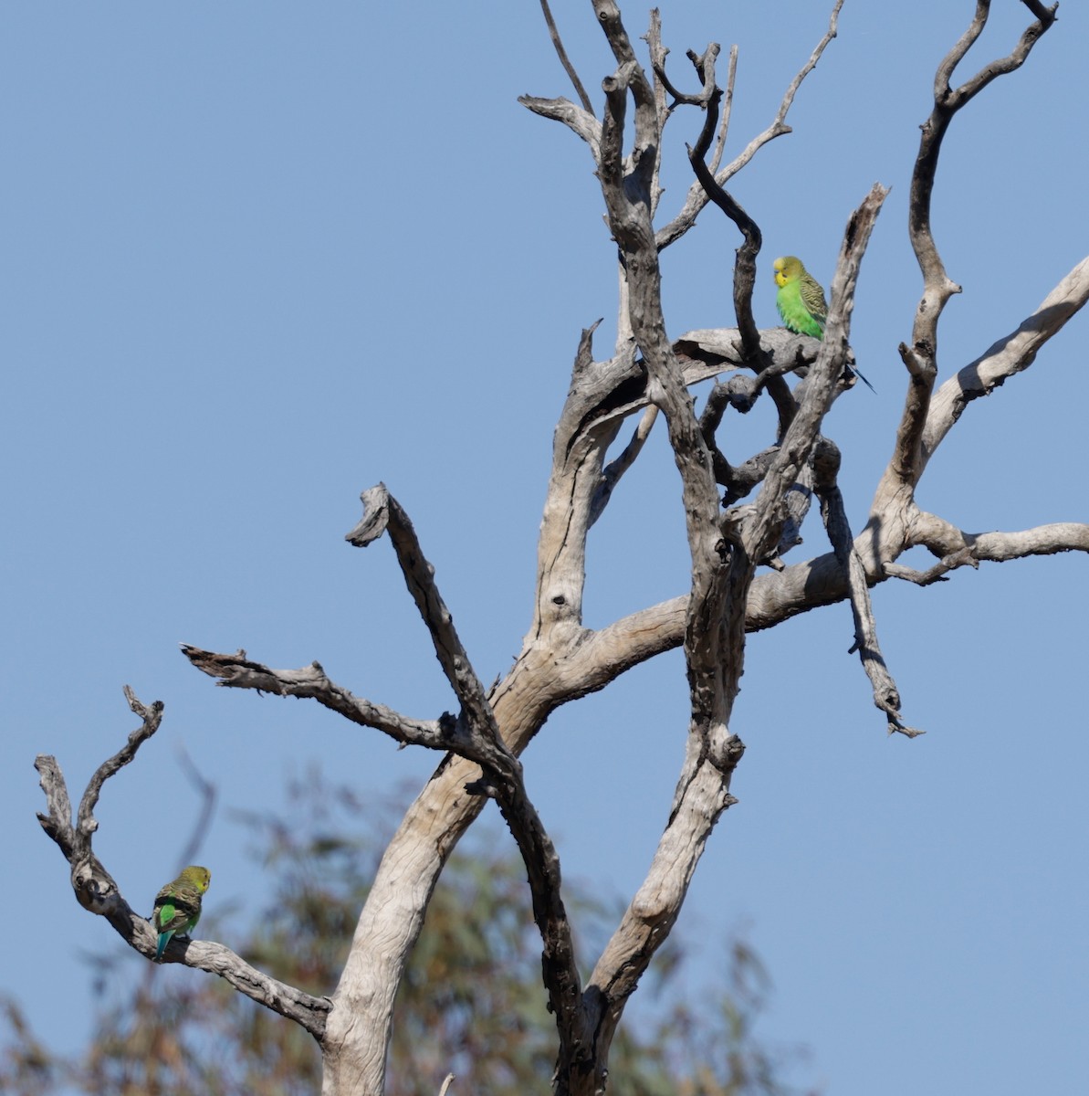 Budgerigar - ML642500932