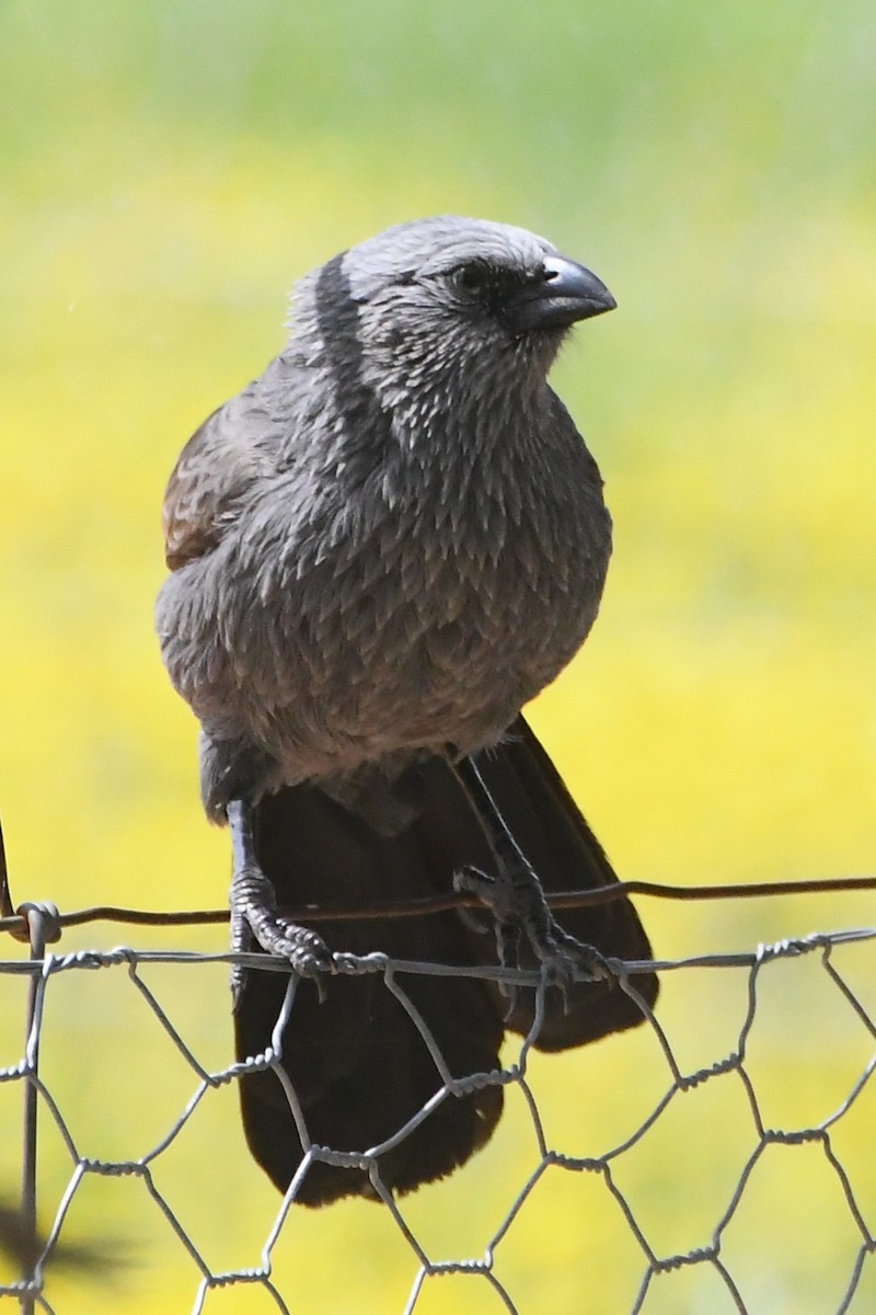 Apostlebird - ML642500943
