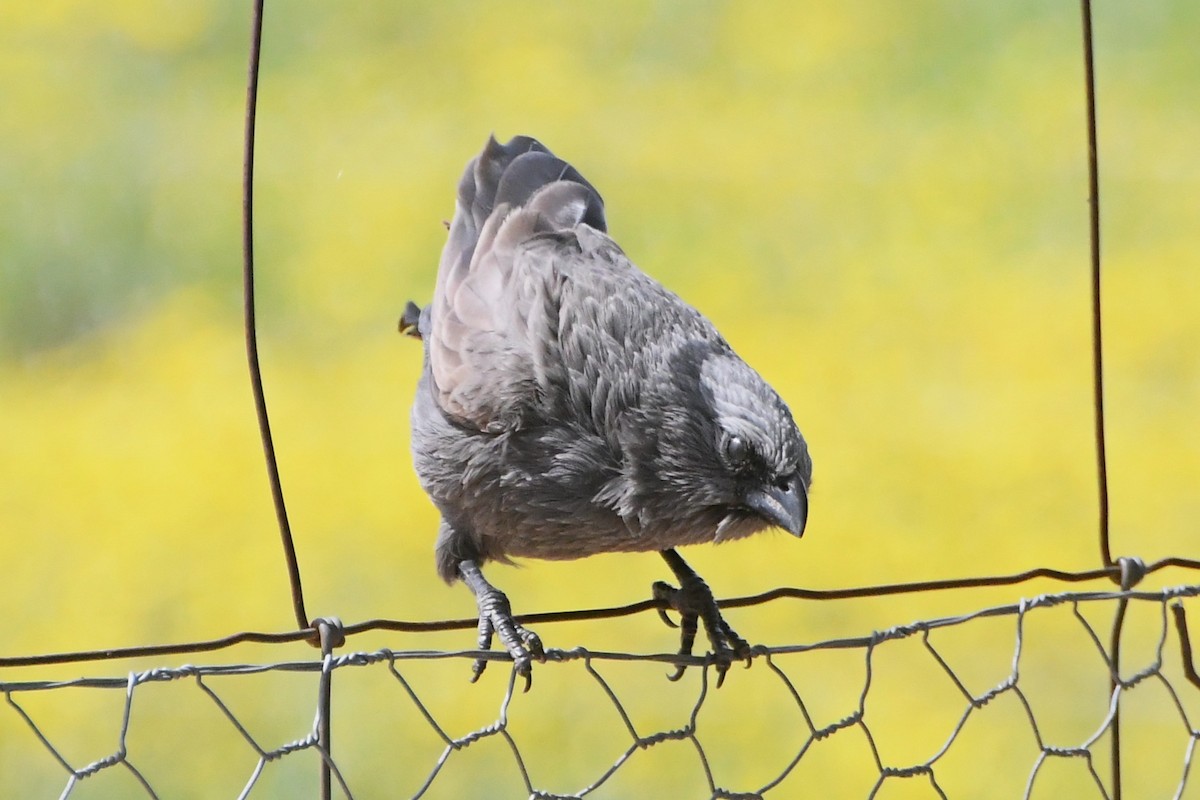 Apostlebird - ML642500947