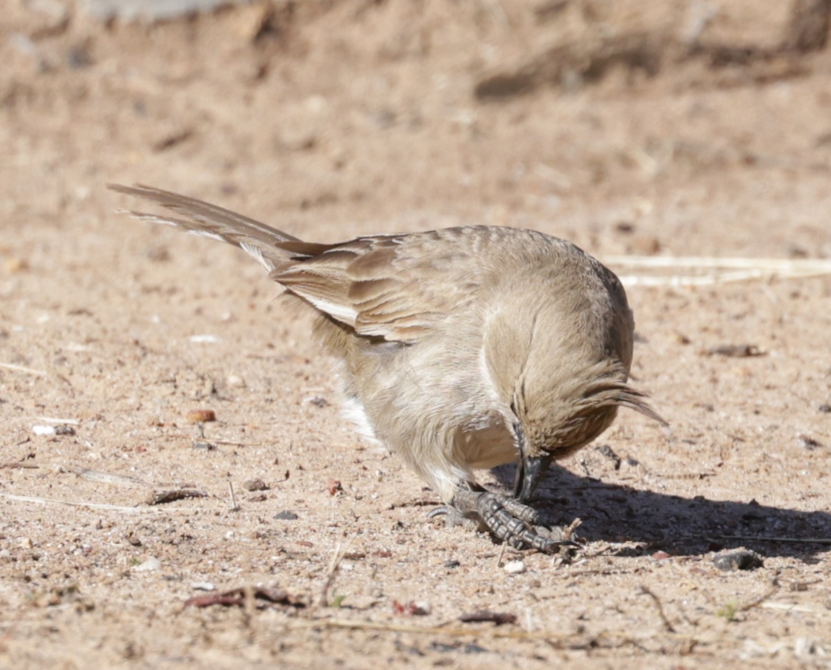 Chirruping Wedgebill - ML642500952