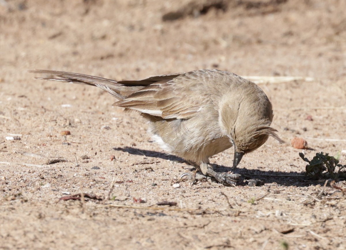 Chirruping Wedgebill - ML642500955