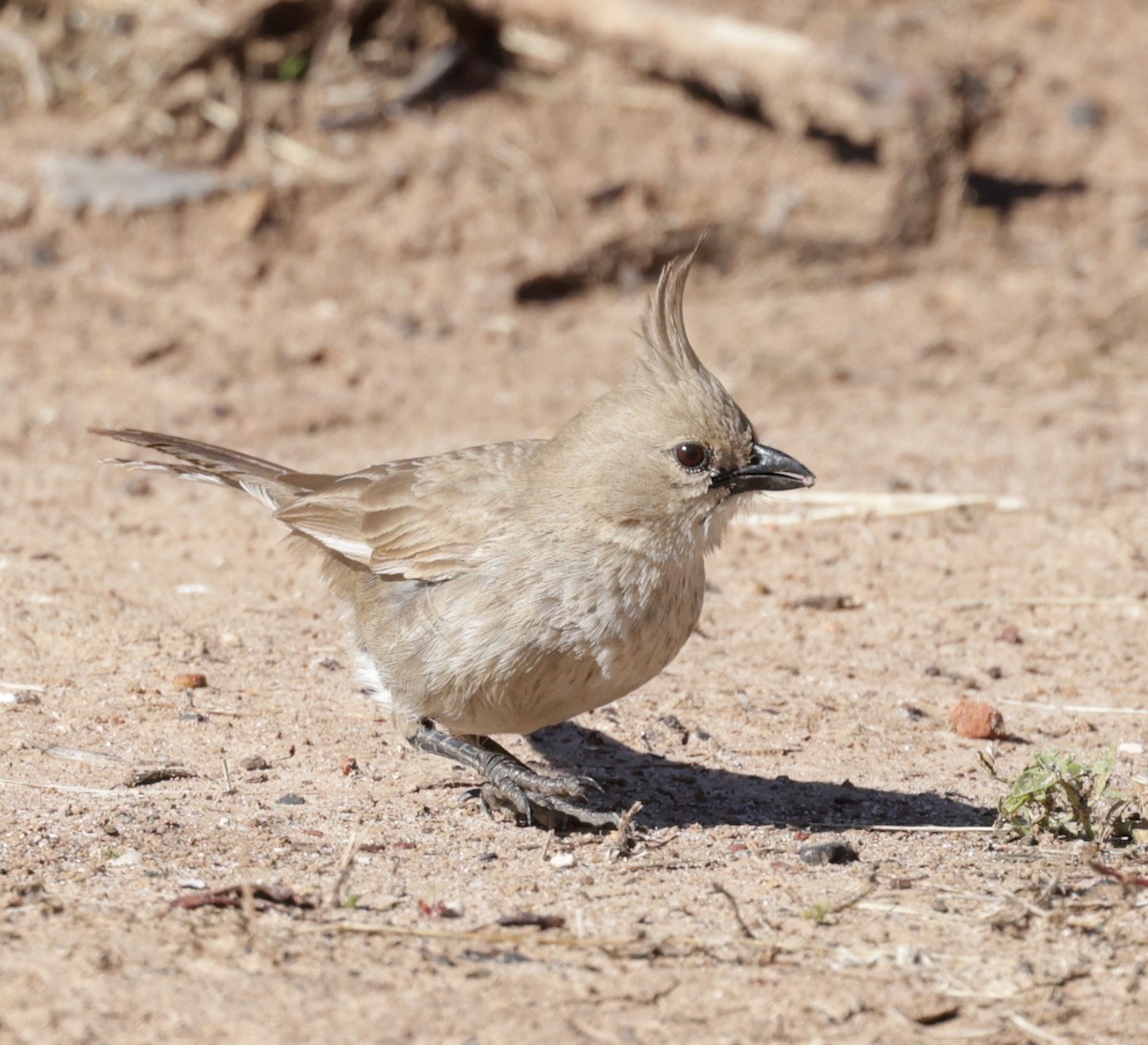 Chirruping Wedgebill - ML642500956