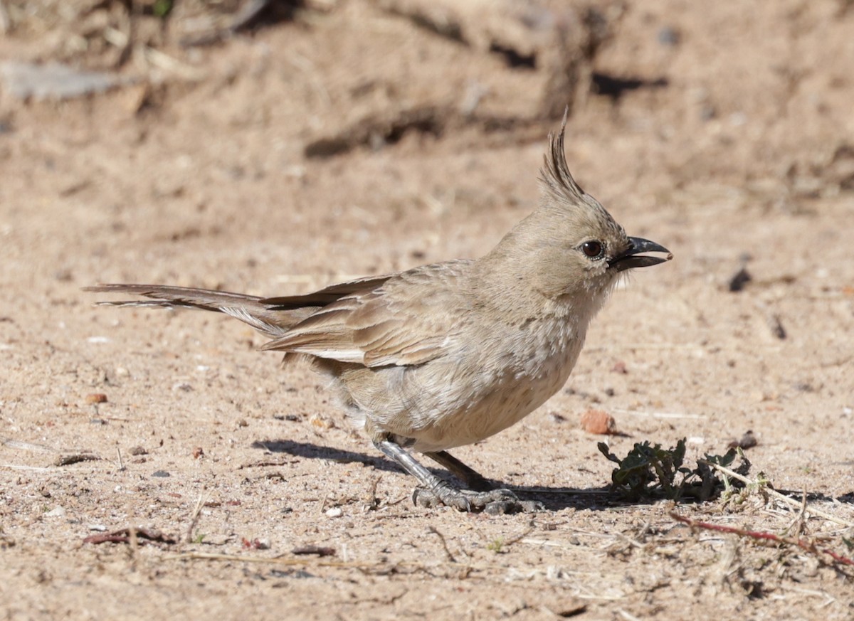 Chirruping Wedgebill - ML642500957