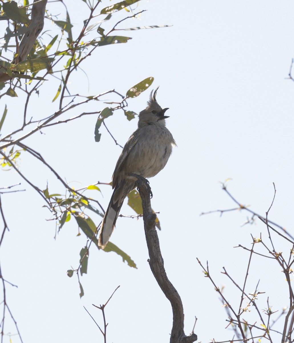 Chirruping Wedgebill - ML642500958