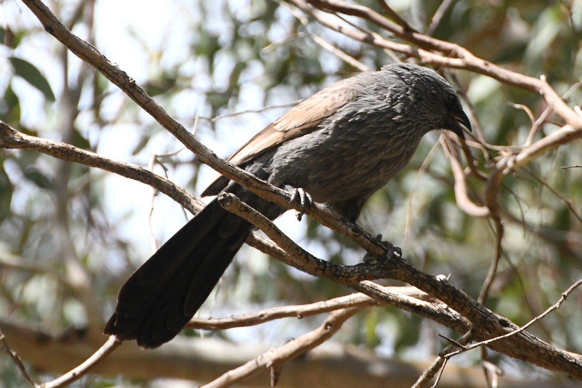 Apostlebird - ML642500966