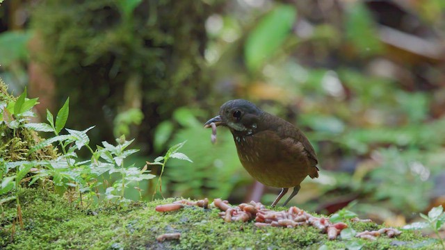 Moustached Antpitta - ML642500978